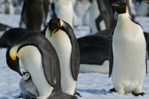 Emperor penguin colony on Antarctic sea ice declared endangered species amid accelerating climate change 2026